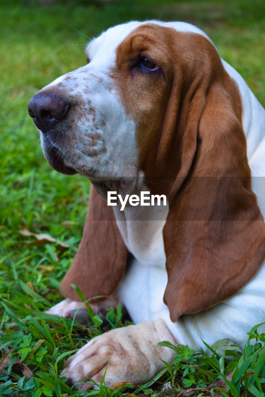 Close-up of dog looking away on field