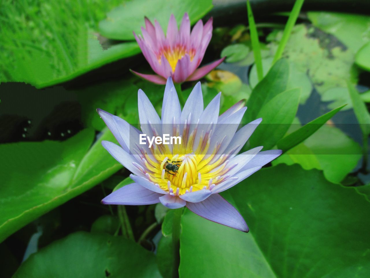 CLOSE-UP OF BEE ON PURPLE WATER LILY