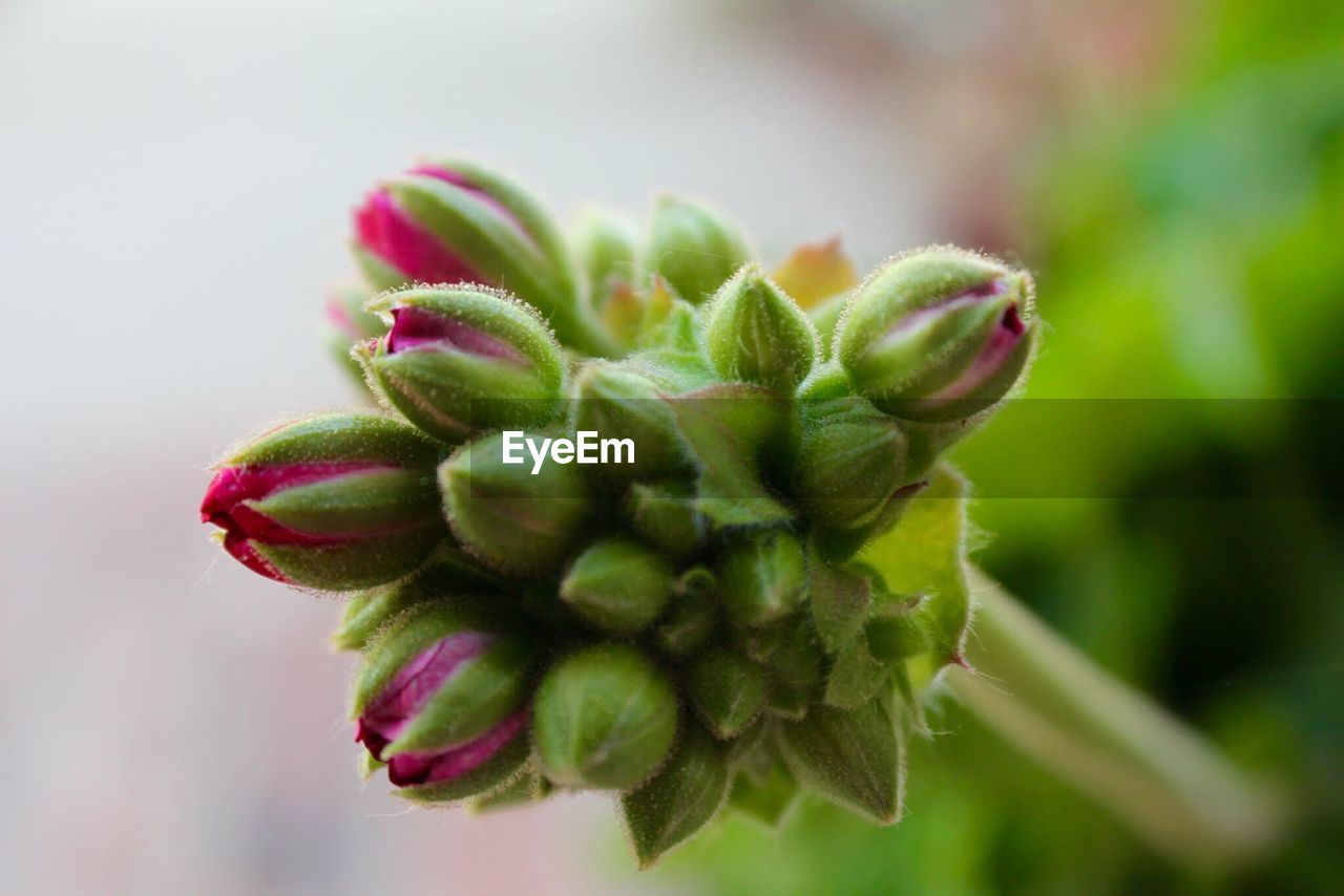 Close-up of flower bud