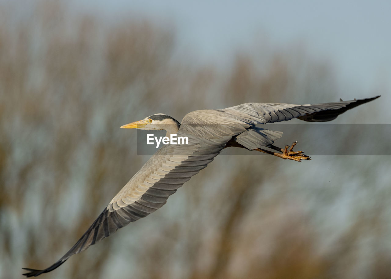 CLOSE-UP OF BIRD FLYING