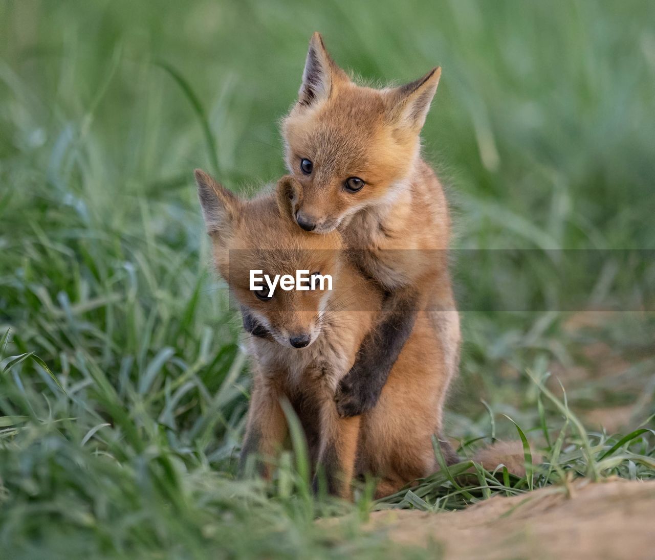 Close-up of fox pups playing on grassy field