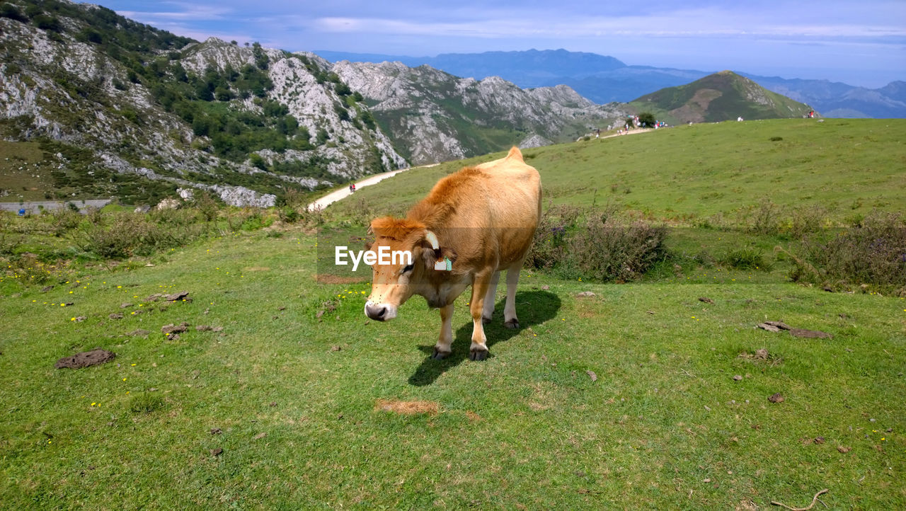 Cow standing on grassy field against mountains