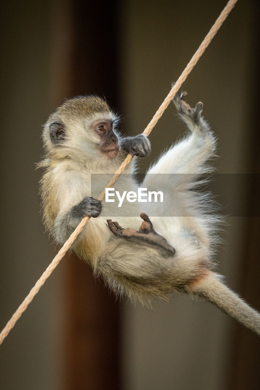 Vervet monkey almost falls from tent rope