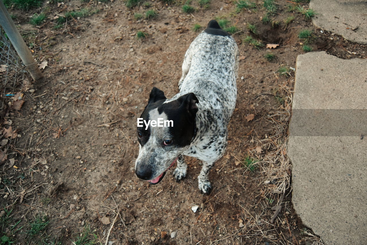 High angle view of dog