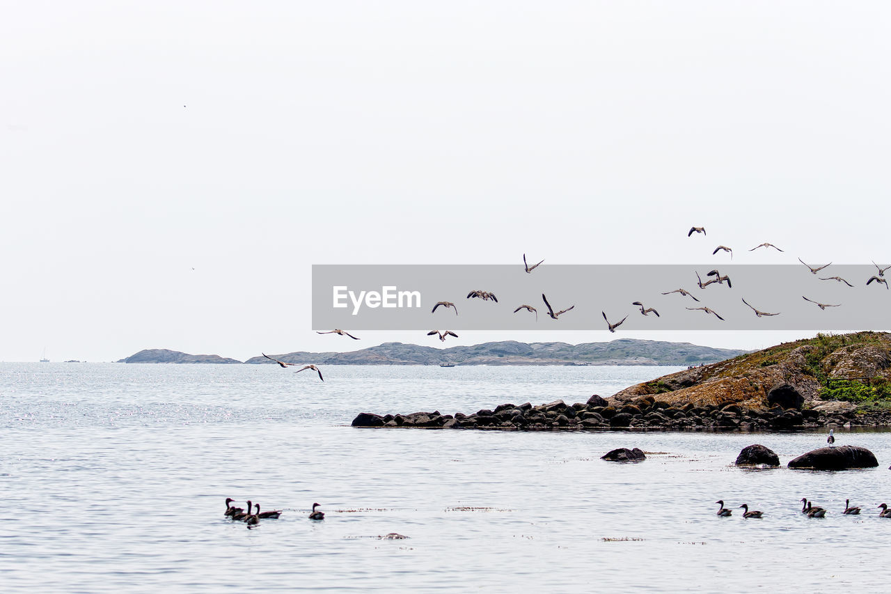 BIRDS FLYING OVER SEA AGAINST SKY