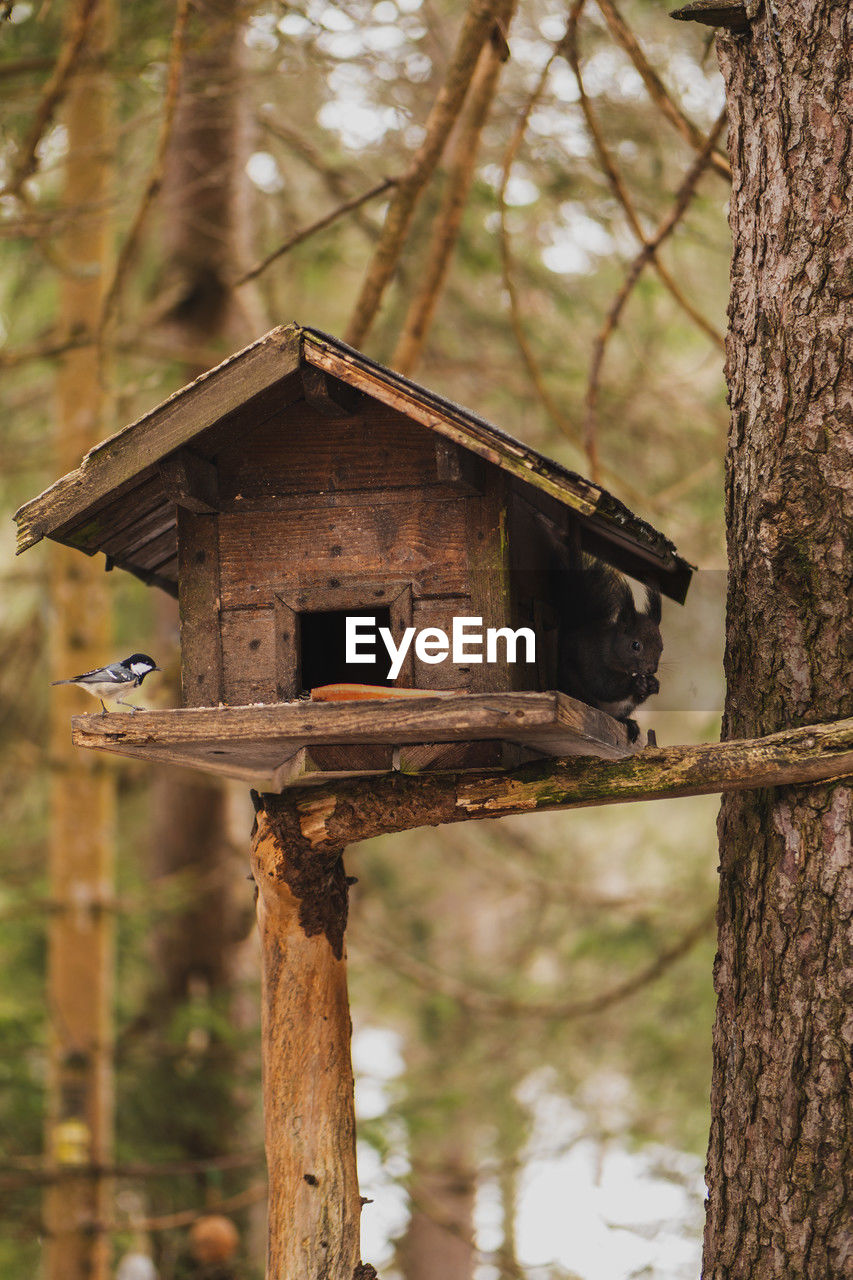 tree, birdhouse, nature, plant, wood, no people, focus on foreground, forest, architecture, wildlife, animal themes, tree trunk, animal, bird feeder, trunk, outdoors, day, bird, animal wildlife, built structure, land, autumn, tree house