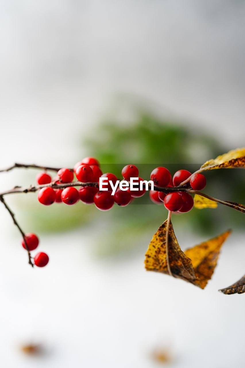 CLOSE-UP OF RED BERRIES ON TREE