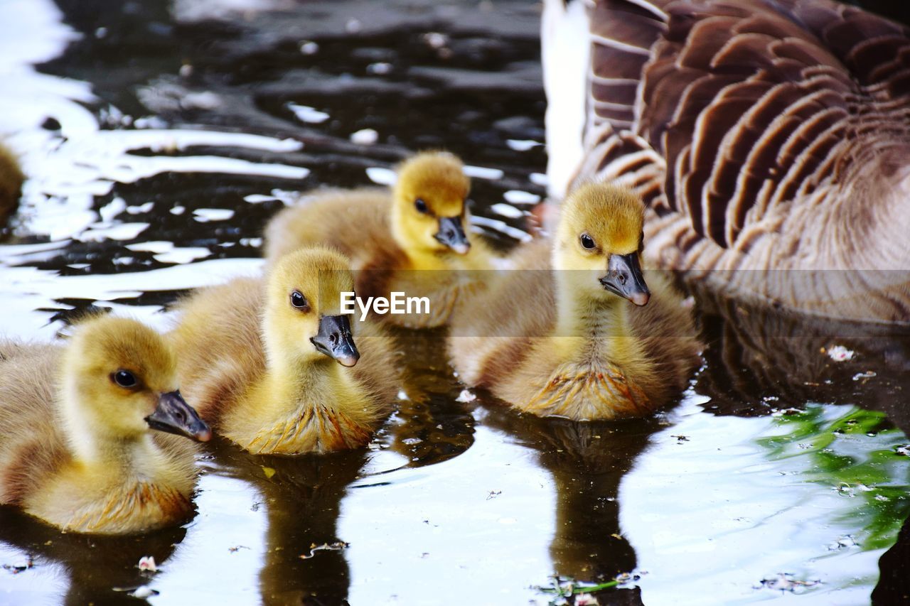 Ducks in lake