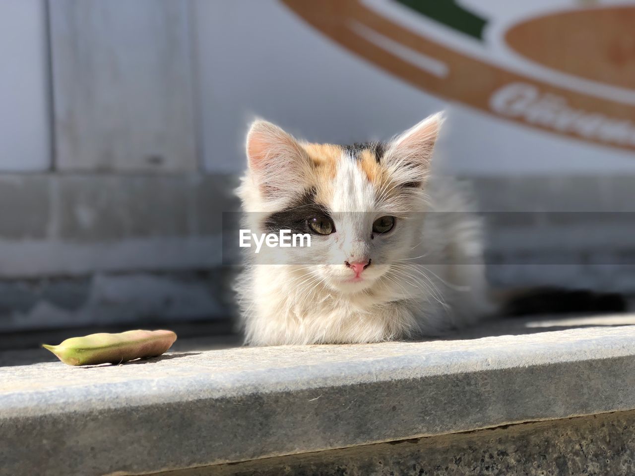 PORTRAIT OF A CAT LOOKING UP