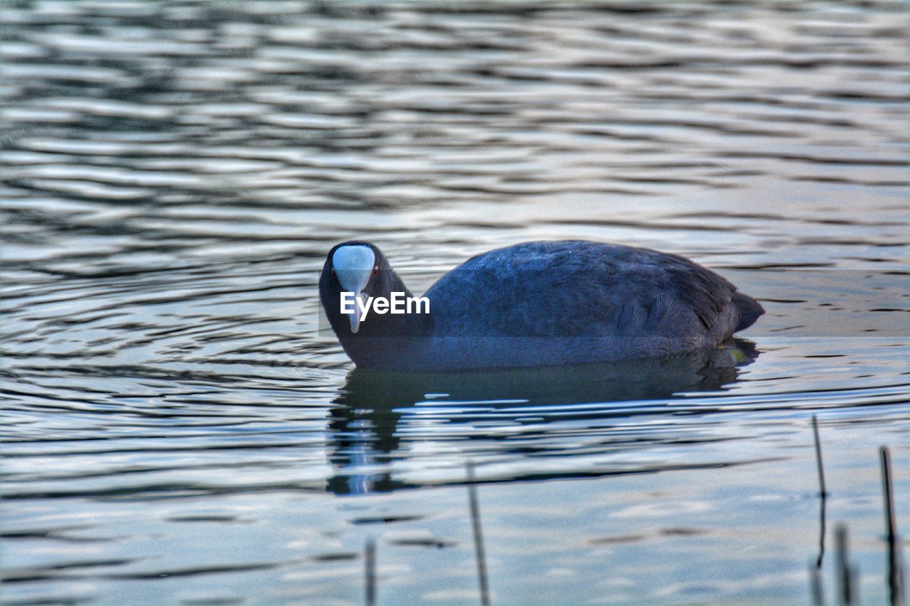 Duck swimming in lake