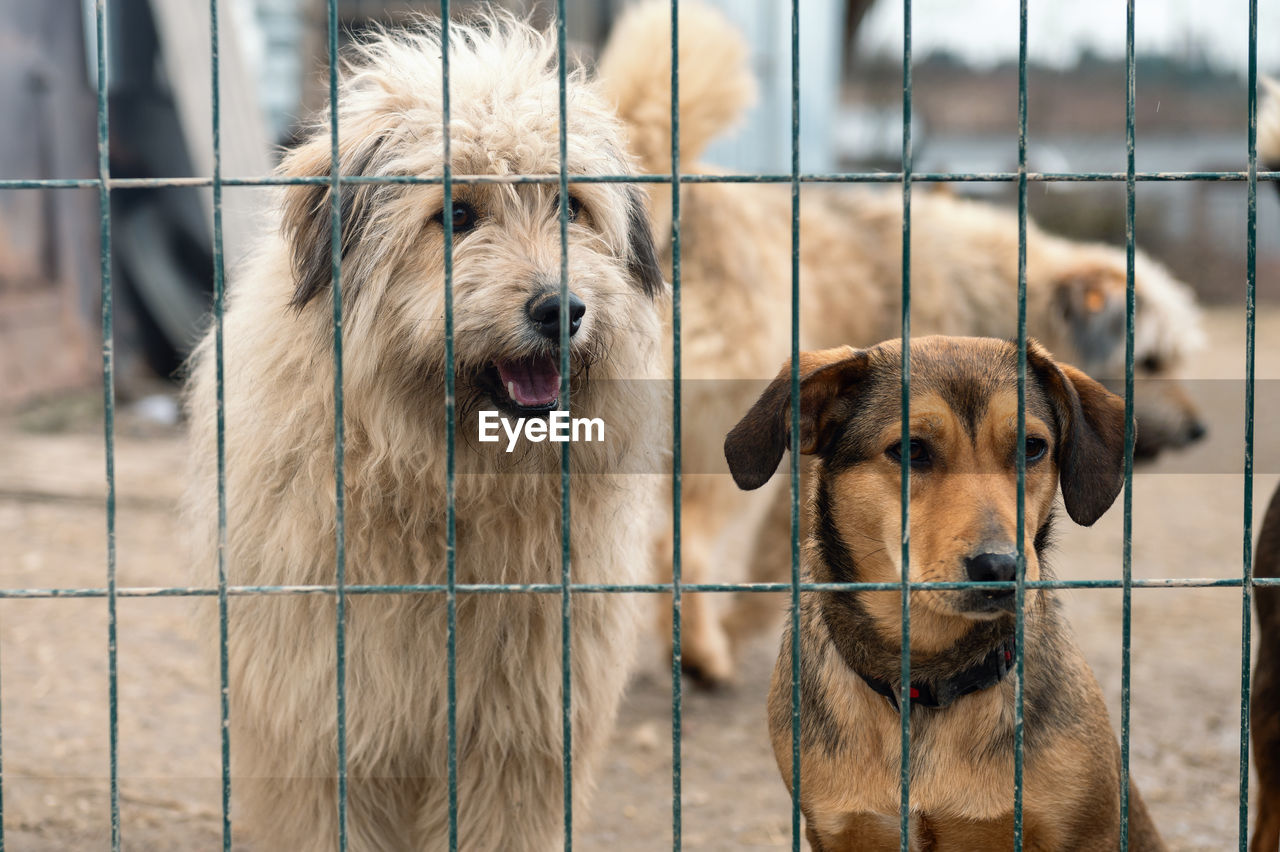 Dog in animal shelter waiting for adoption. dog behind the fences. canine behind bars. 