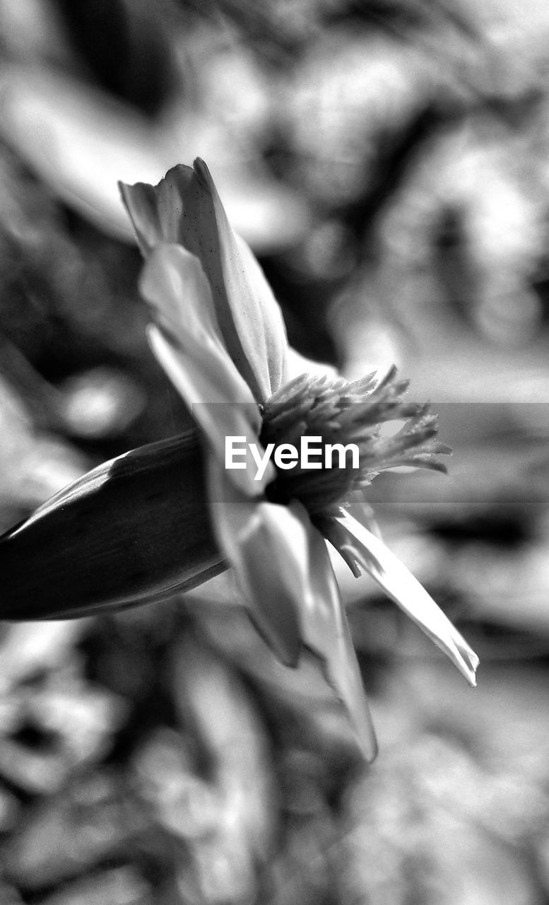 CLOSE-UP OF FLOWERS AGAINST BLURRED BACKGROUND