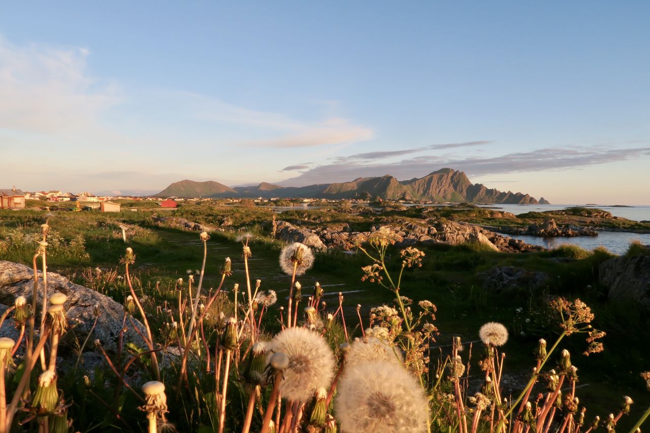 PANORAMIC SHOT OF LAND AND PLANTS AGAINST SKY