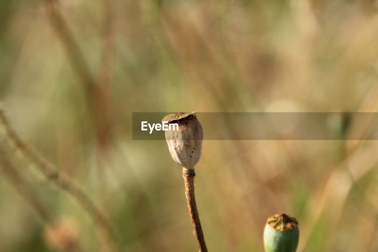 Close-up of dead plant