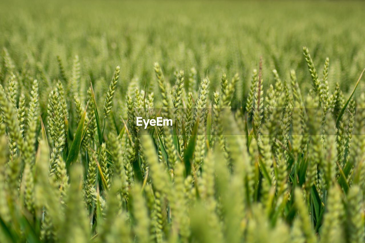 Close-up of stalks in field