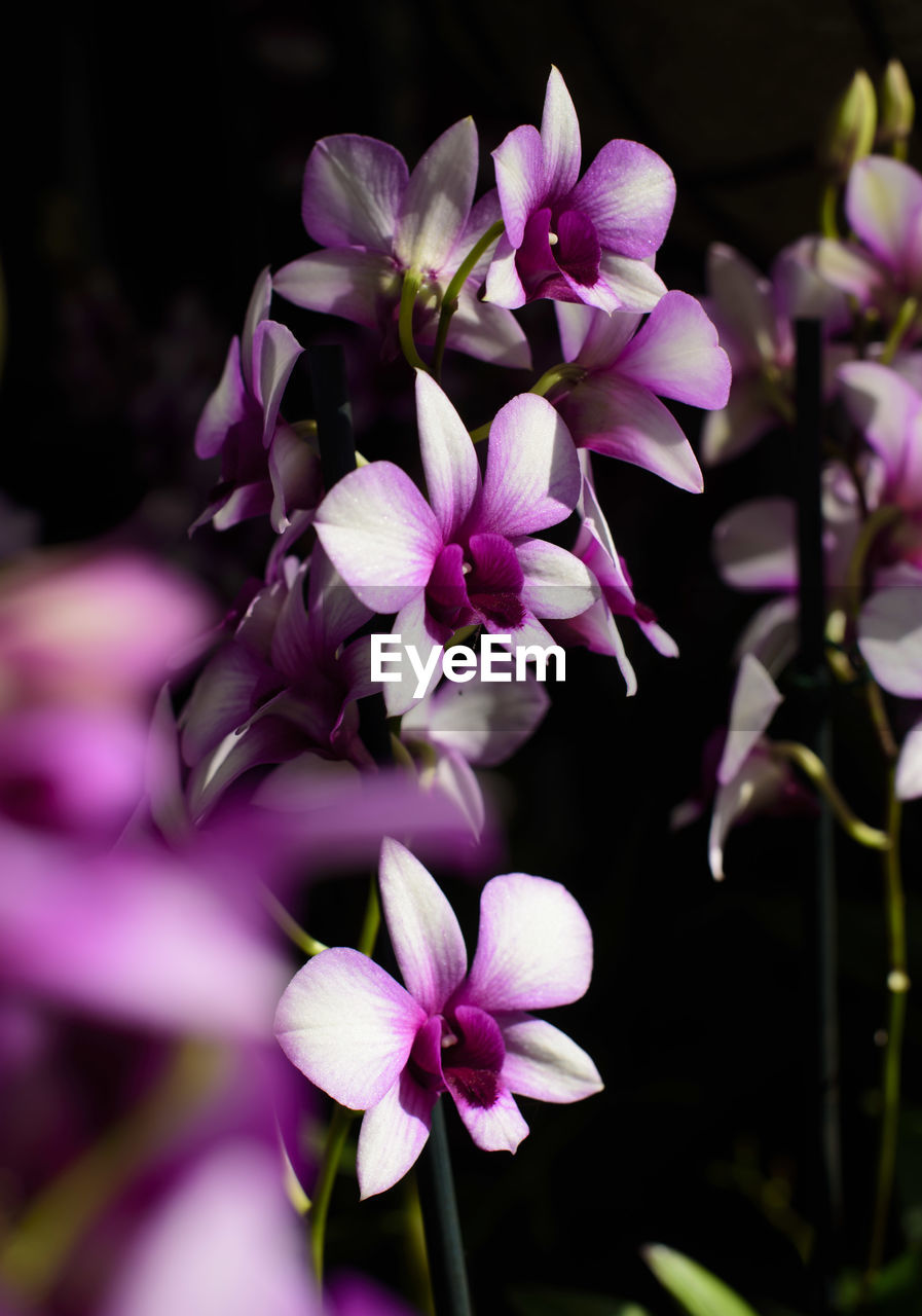 Close-up of purple flowers