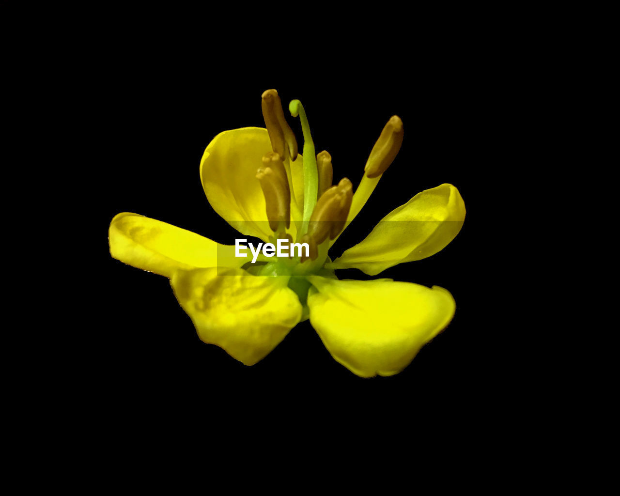 Close-up of yellow flower against black background