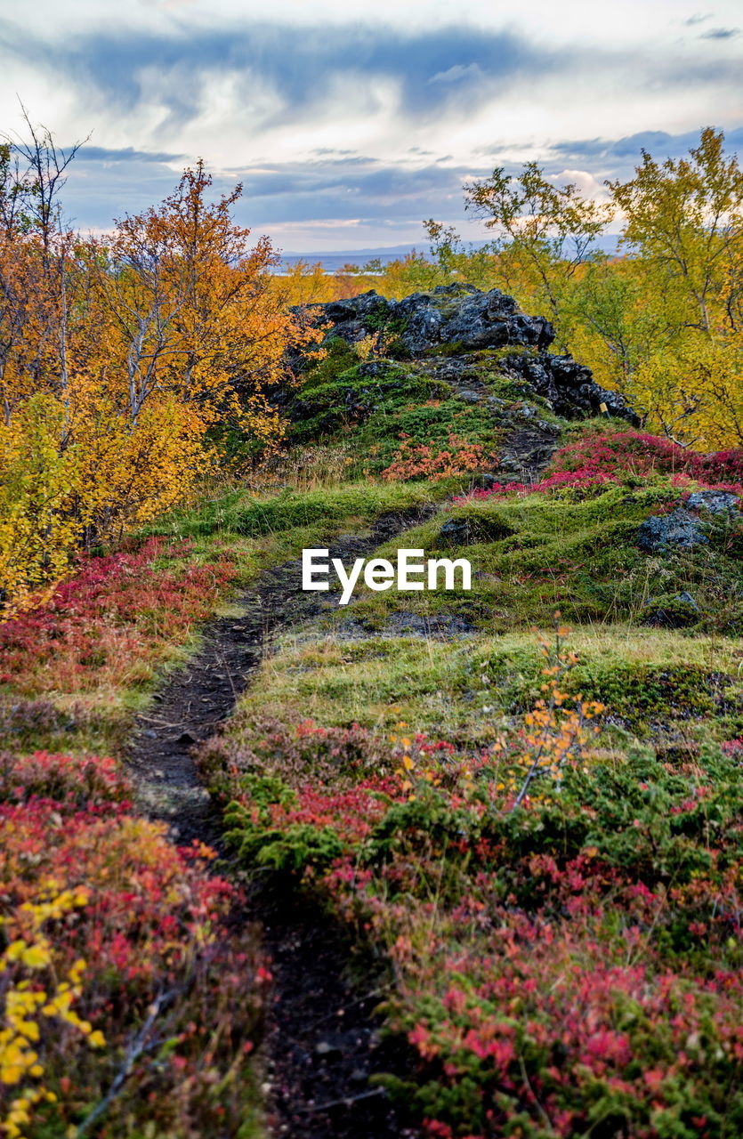 VIEW OF TREES IN FOREST