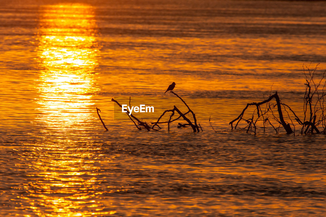 SILHOUETTE BIRD ON SEA AGAINST ORANGE SKY