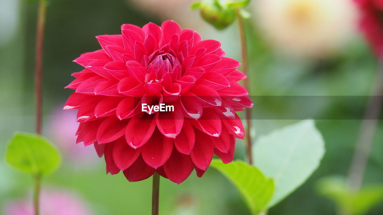 flower, flowering plant, plant, freshness, beauty in nature, petal, dahlia, close-up, flower head, inflorescence, fragility, nature, red, focus on foreground, growth, pink, leaf, plant part, no people, macro photography, outdoors, day, plant stem