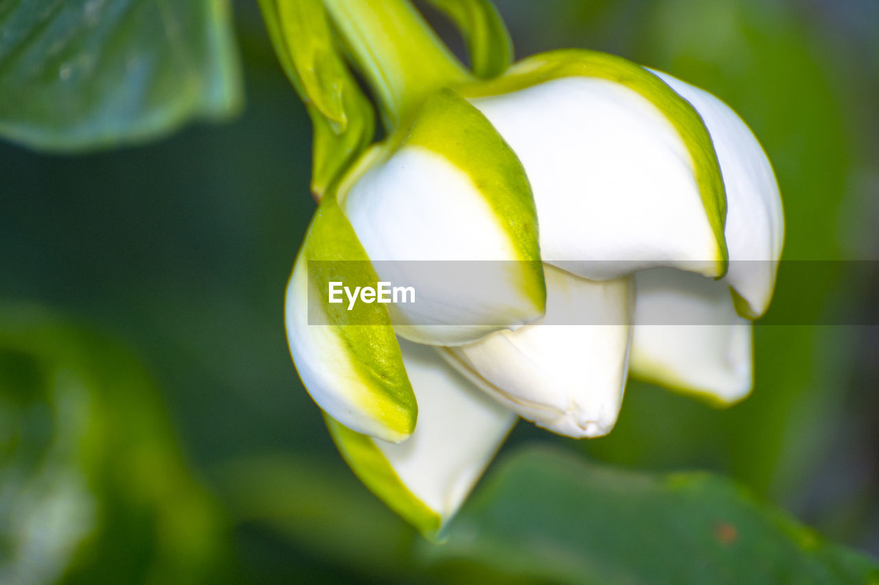 Close-up of white flowering plant