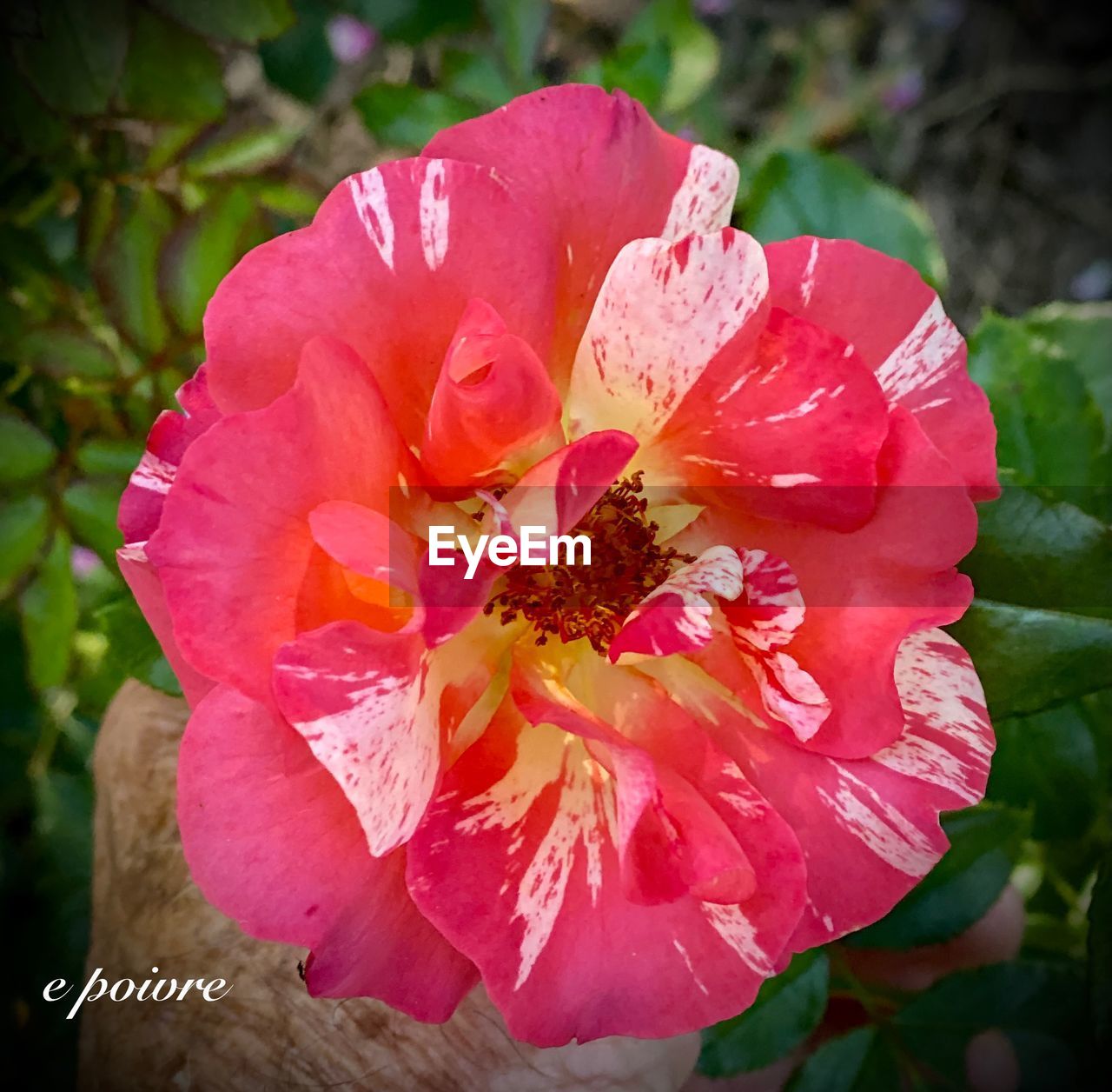 CLOSE-UP OF PINK ROSE PLANT