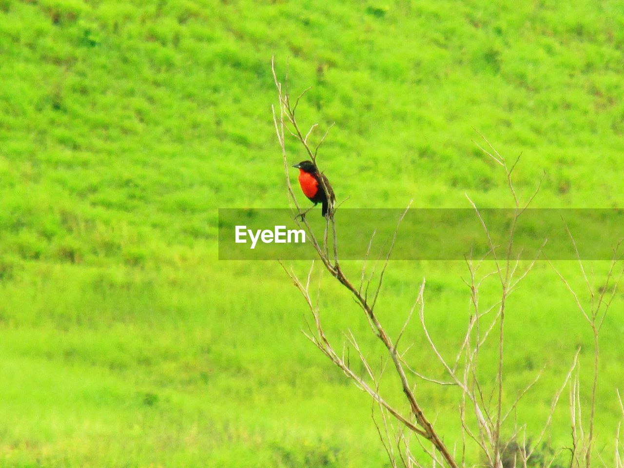 CLOSE-UP OF LADYBUG ON GREEN GRASS