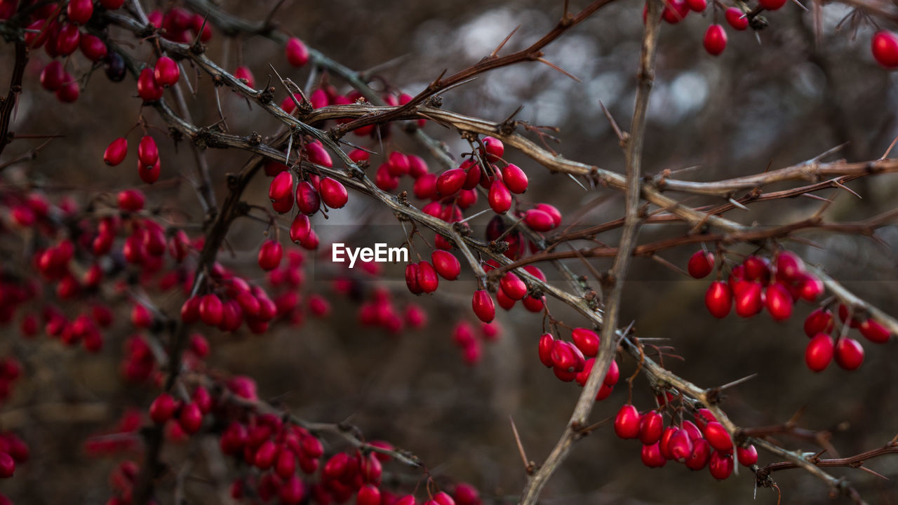 CLOSE-UP OF FRUITS GROWING ON TREE