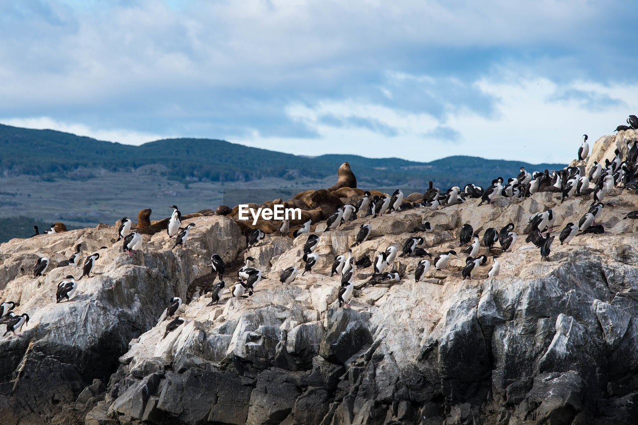 Bird island in the beagle channel. ushuaia is the capital of tierra del fuego province in argentina.