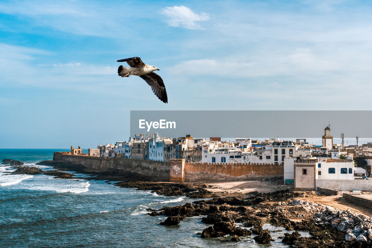 Single seagull flying across a view of the medina of essaouira, morocco.