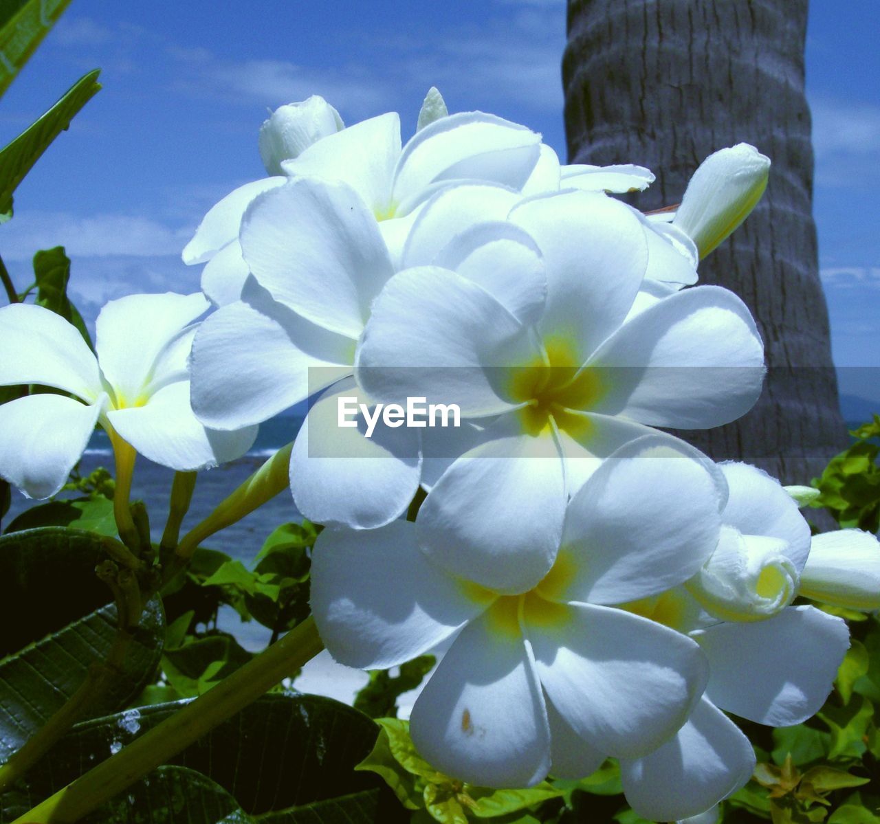 CLOSE-UP OF WHITE FLOWERS