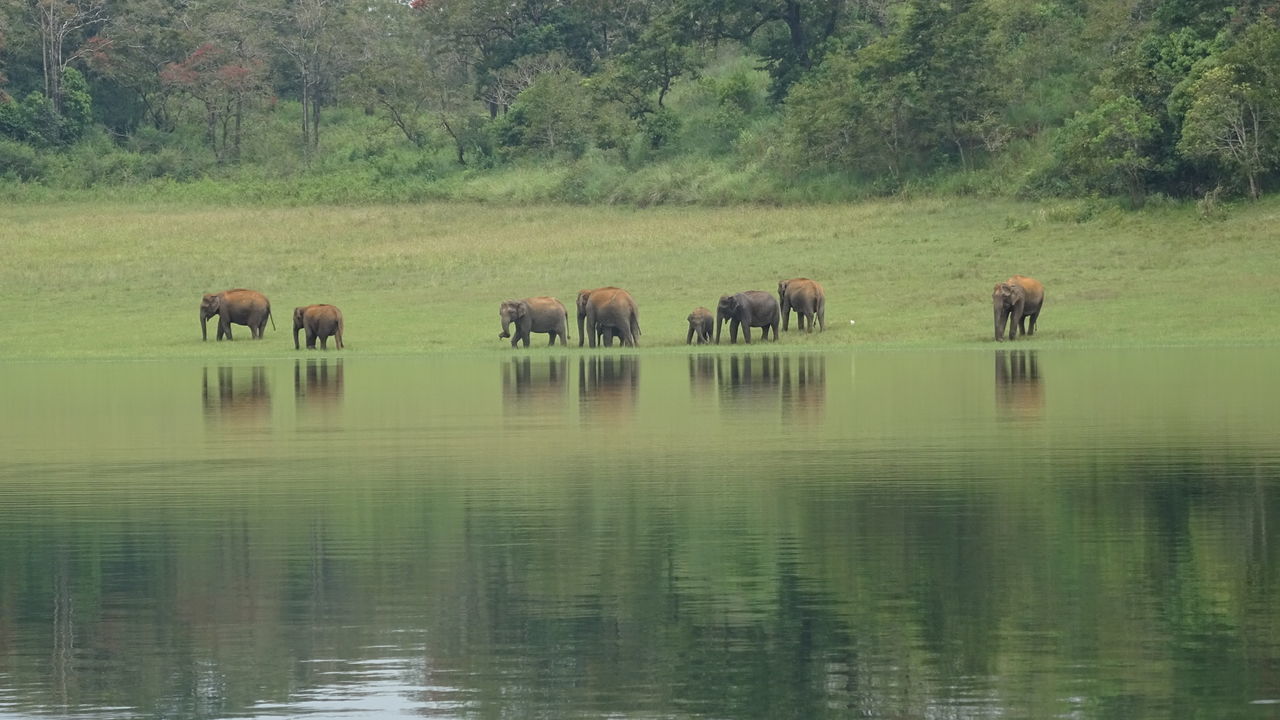 HORSES IN LAKE