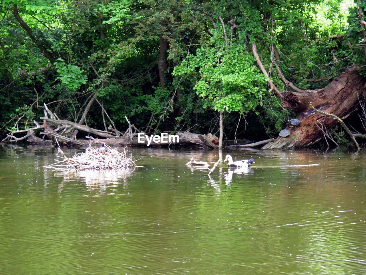 VIEW OF TREES IN RIVER