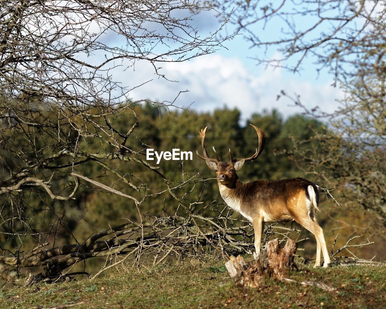 Deer standing in forest