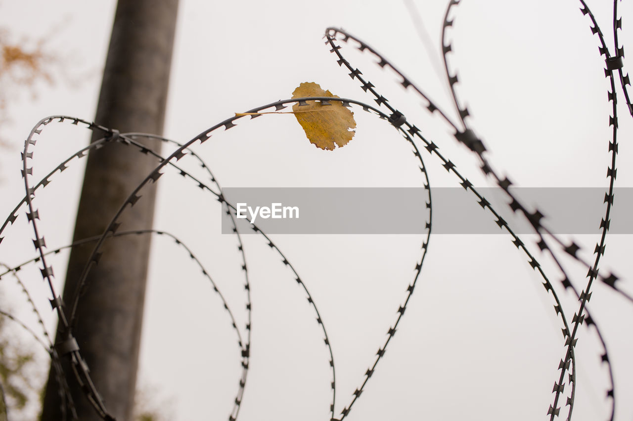 Autumn leaf on barbed wire