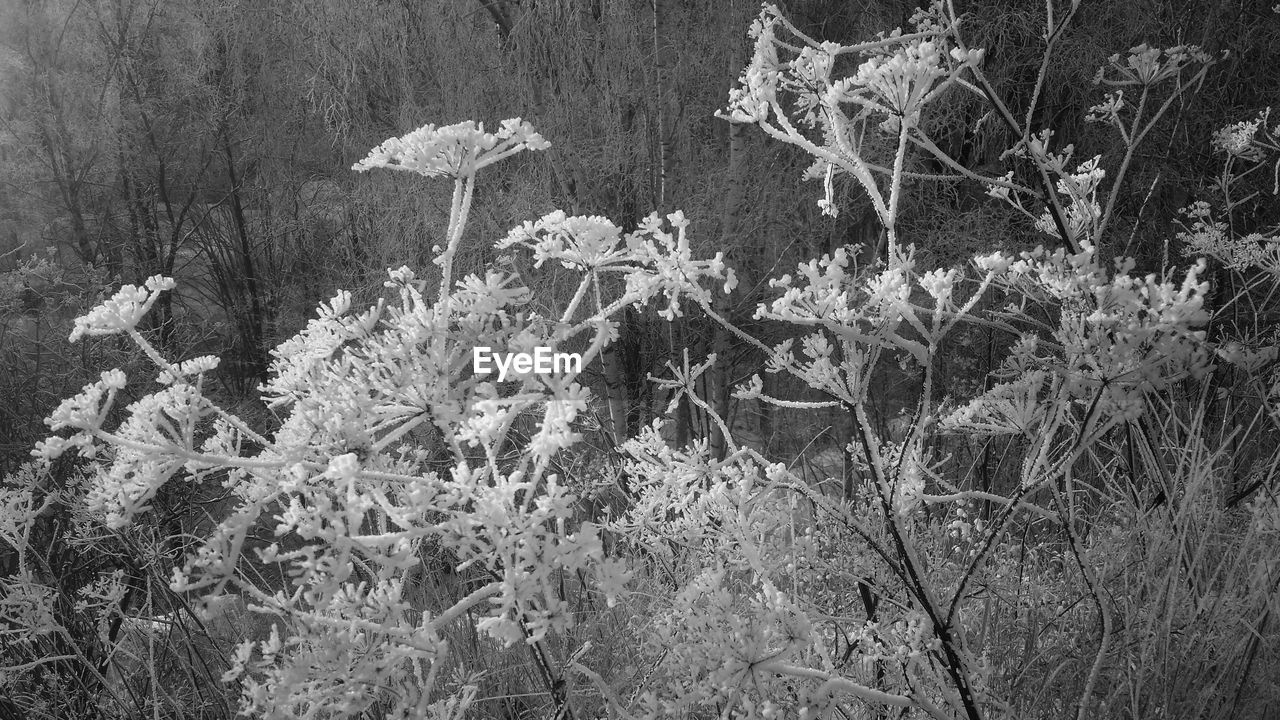 BARE TREES IN THE FOREST