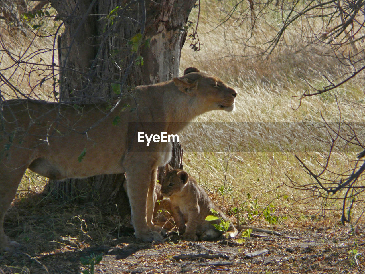 Lions in forest