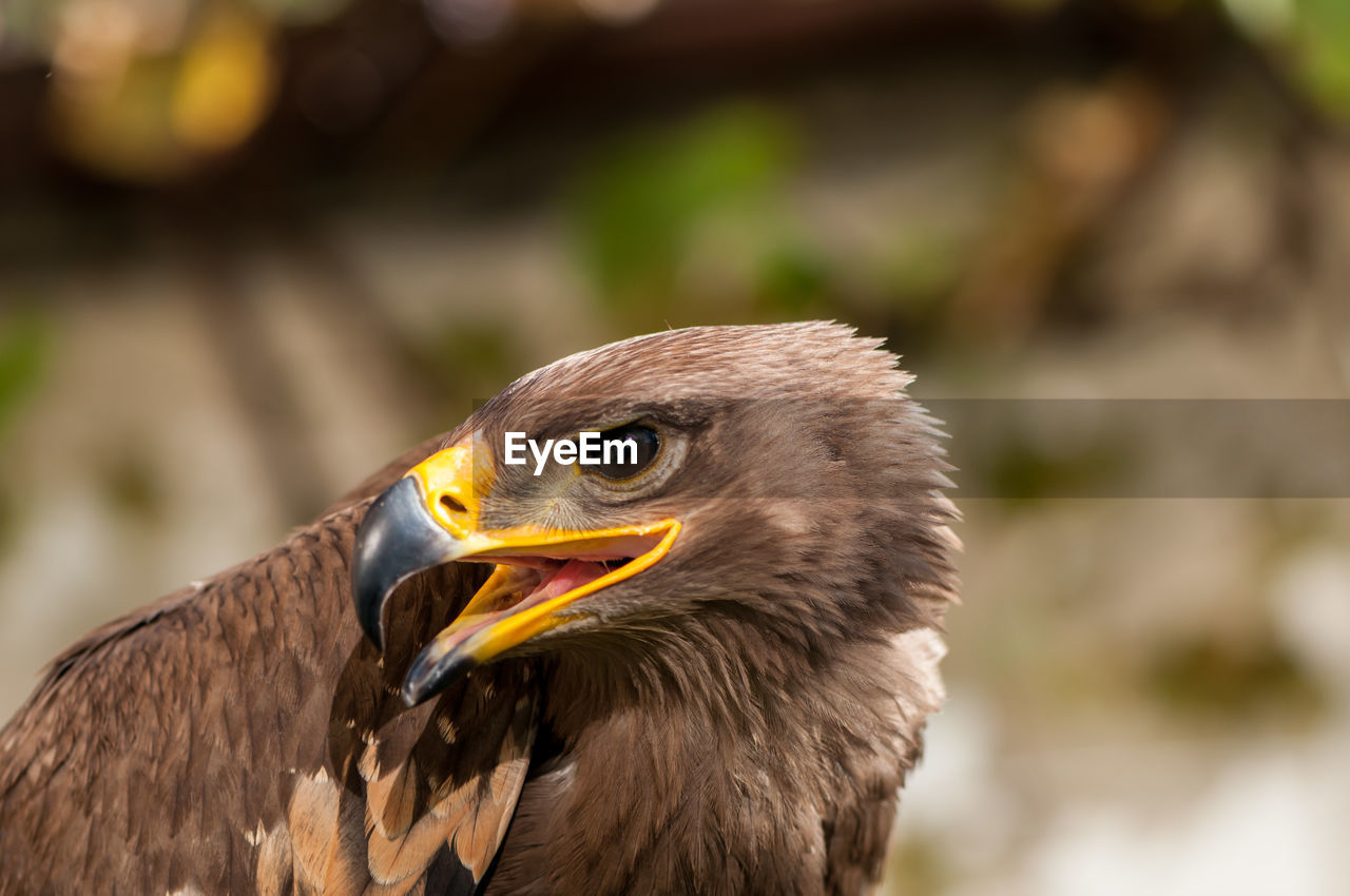 Close-up of a steppe eagle. bird of prey portrait