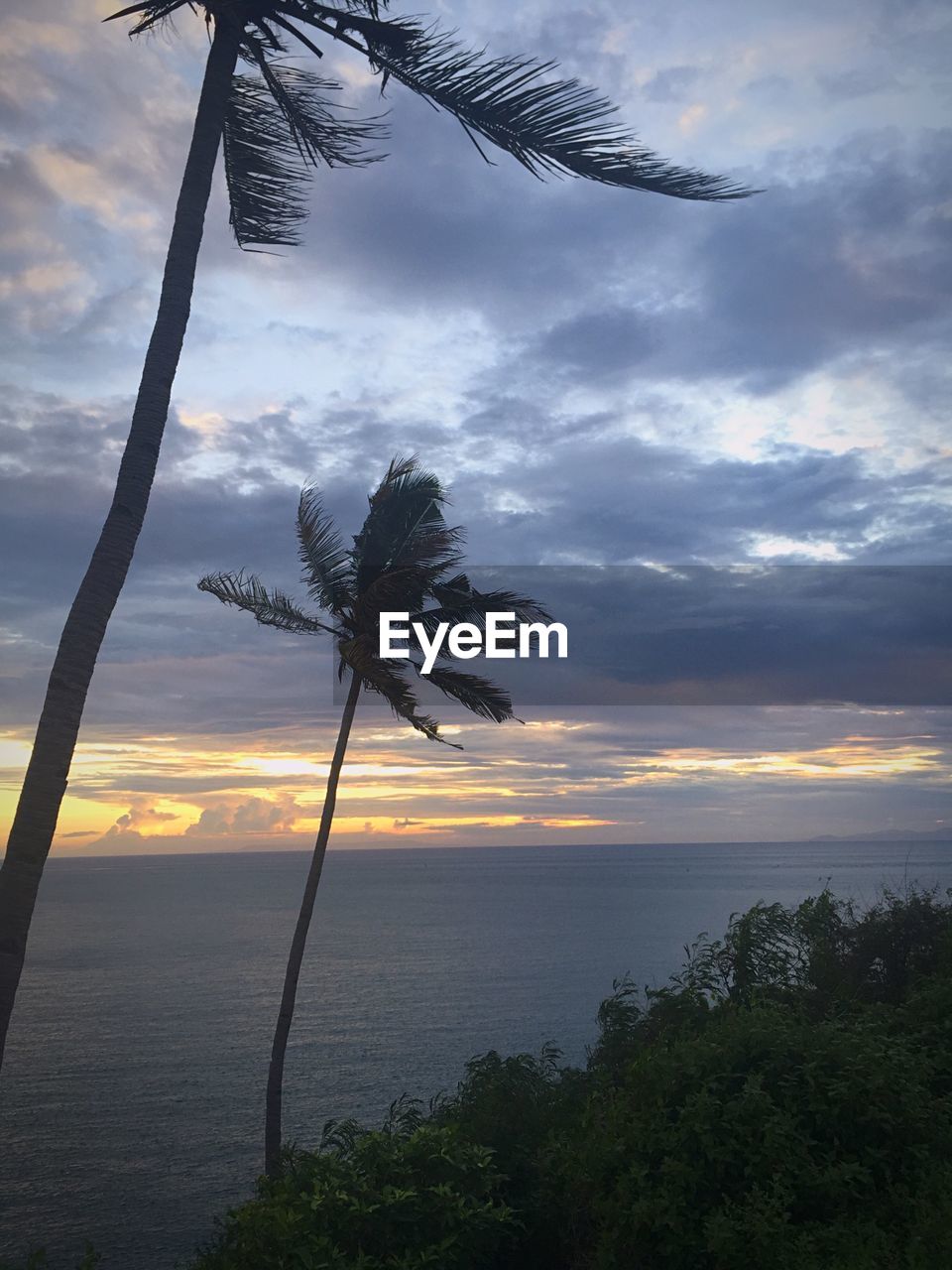 Palm trees growing by sea during sunset