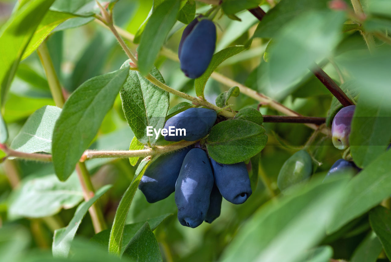 Ripe blue honeysuckle berries on a bush, closeup