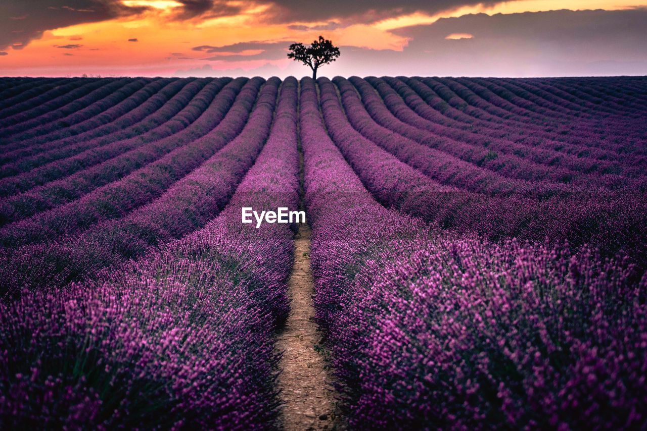 SCENIC VIEW OF LAVENDER FIELD AGAINST SKY