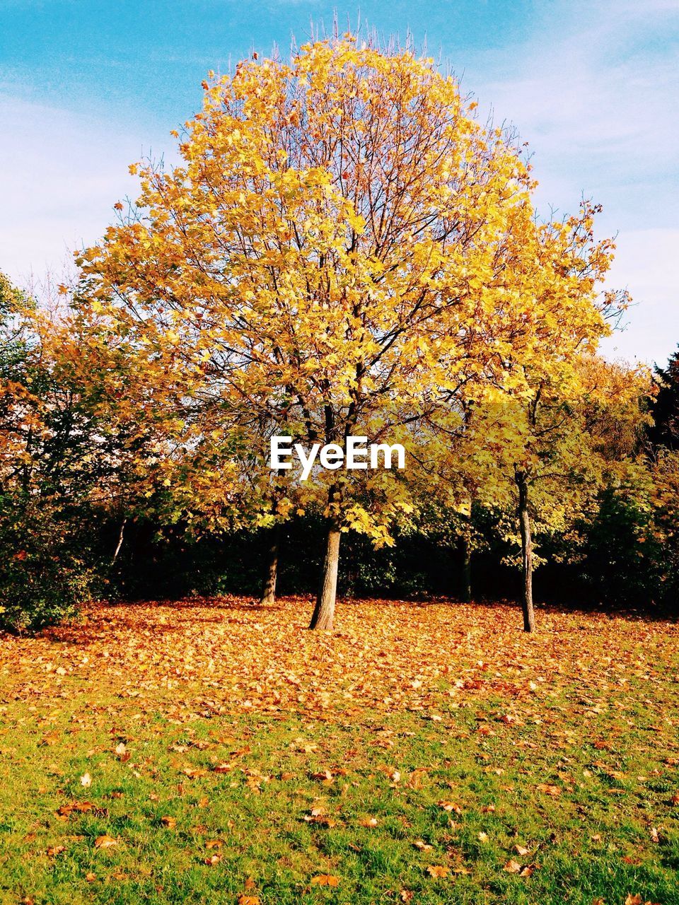 Trees in park during autumn