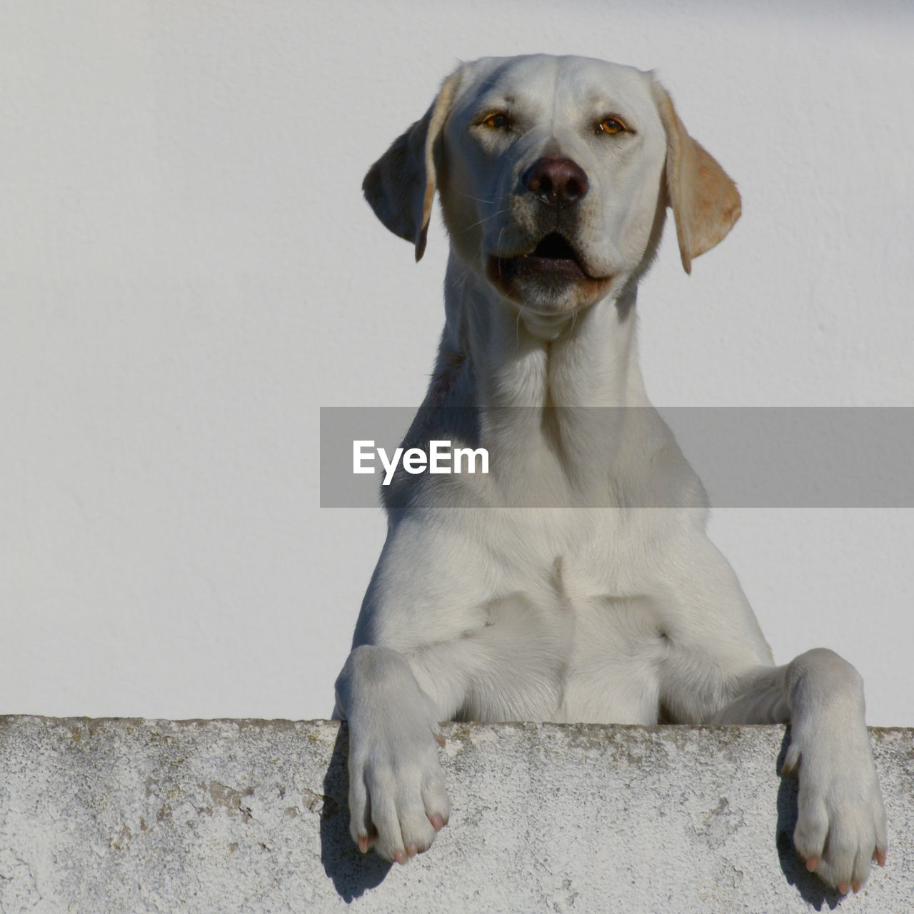 PORTRAIT OF DOG SITTING ON WALL