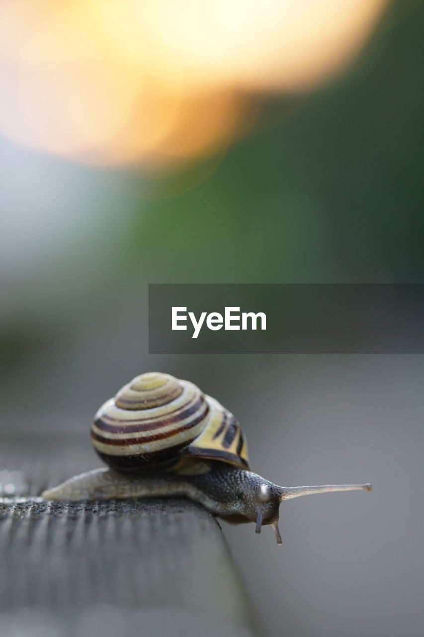 CLOSE-UP OF SNAIL ON A SURFACE