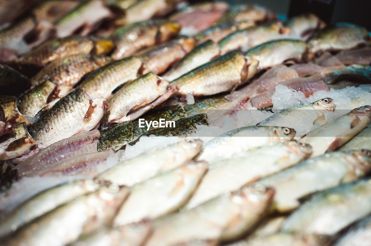 Close-up of fish for sale in market