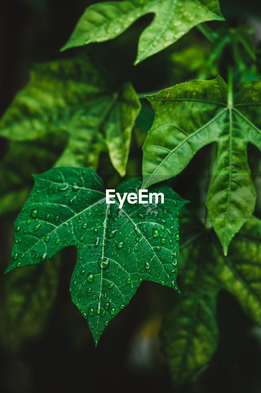 CLOSE-UP OF GREEN LEAVES WITH DEW