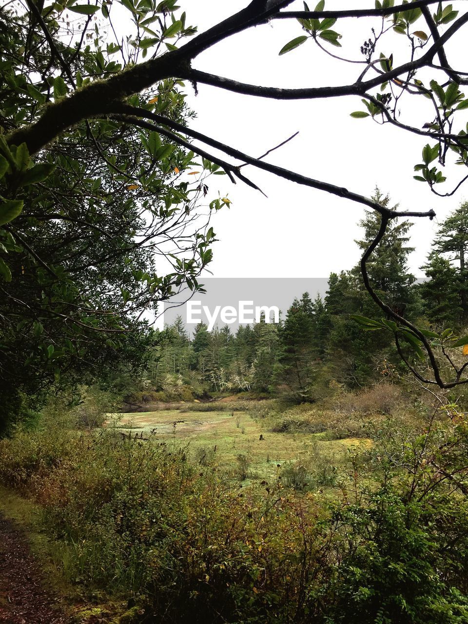 SCENIC VIEW OF TREES GROWING ON FIELD