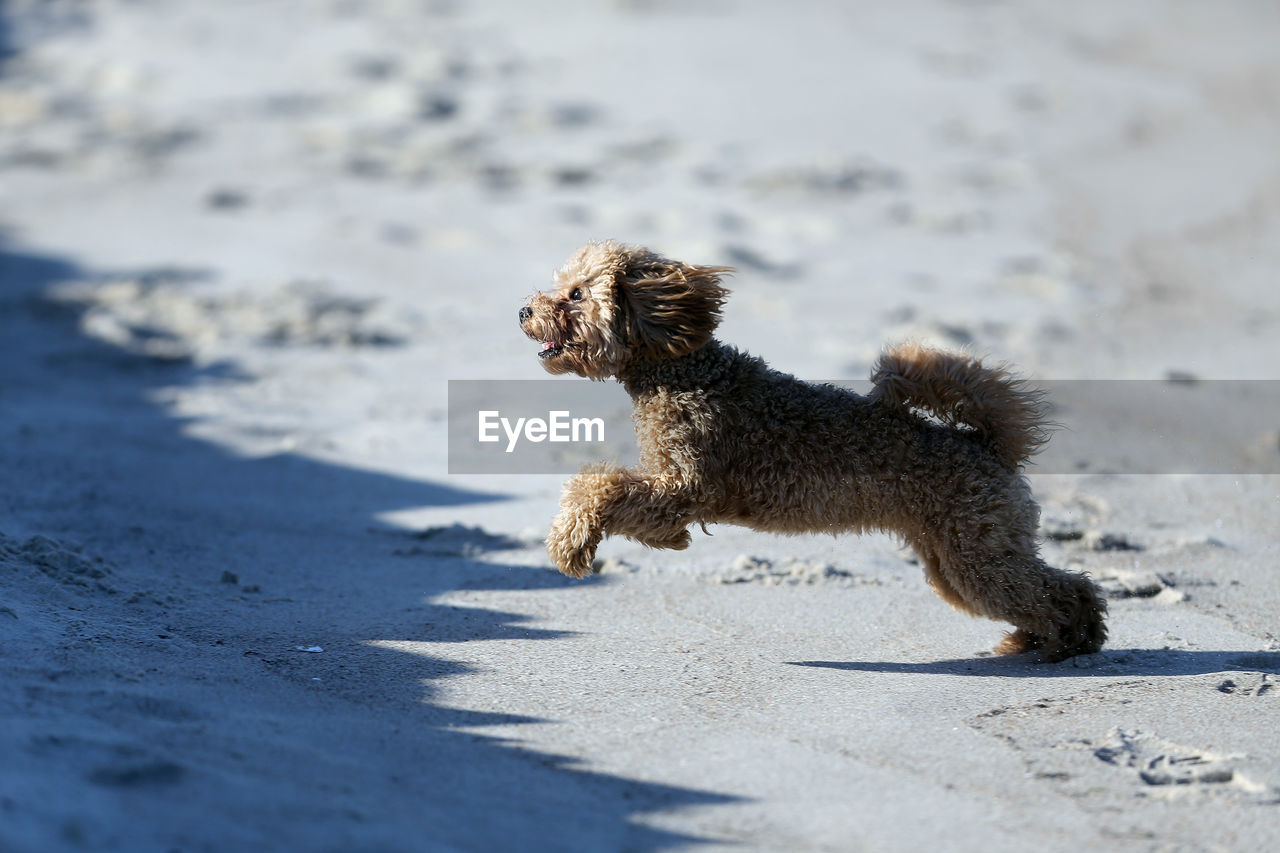 DOG RUNNING ON STREET