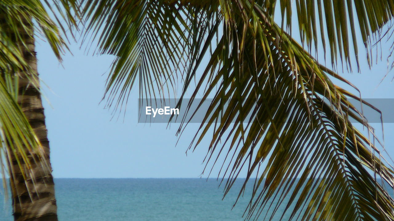 Low angle view of palm trees against clear sky