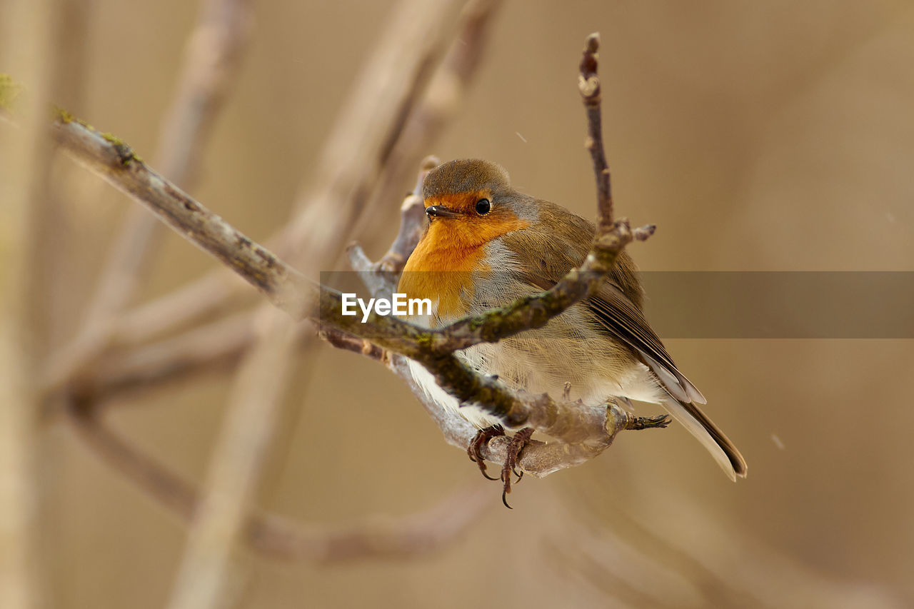 CLOSE-UP OF A BIRD PERCHING ON TWIG